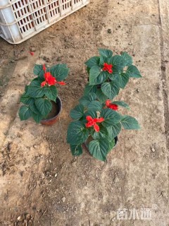 高度15厘米一串红