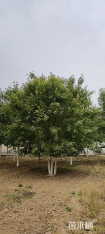 高度300厘米丛生五角枫