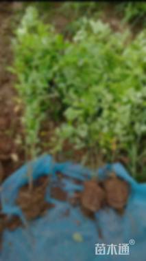 高度80厘米胡枝子