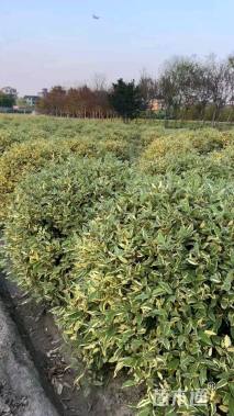 冠幅120厘米金边胡颓子球