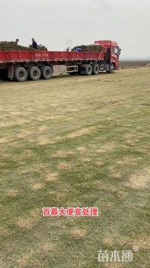 草卷状百慕大草