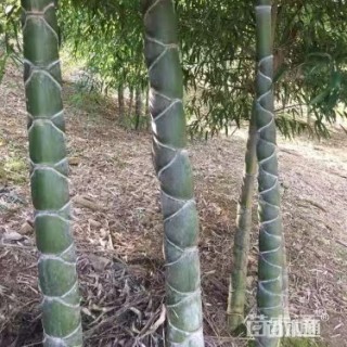 地栽苗龟甲竹
