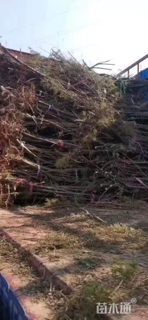 高度150厘米柽柳