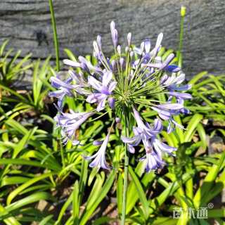 高度40厘米百子莲