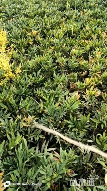 高度40厘米十大功劳