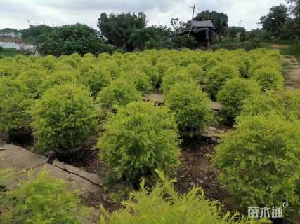 冠幅80厘米千层金球