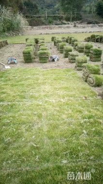 草块状马尼拉草