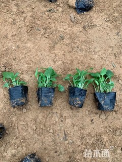 高度10厘米松果菊