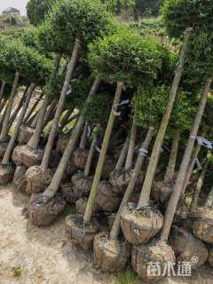 高度140厘米川滇蜡树