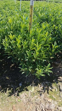 高度80厘米非洲茉莉