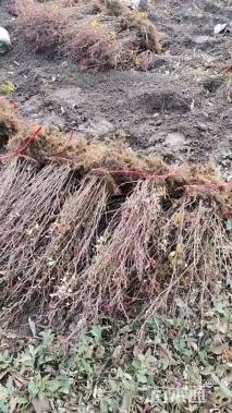 高度30厘米红叶小檗小苗