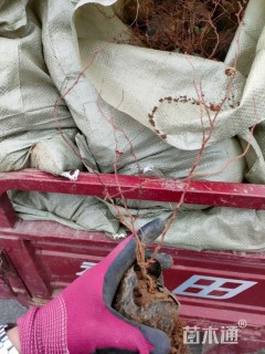 高度40厘米蒲苇