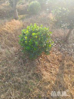 冠幅60厘米海桐球