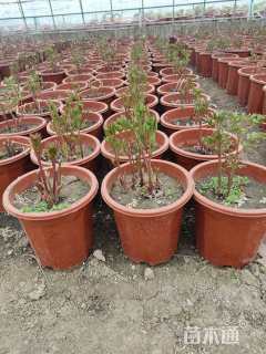 高度35厘米花毛茛