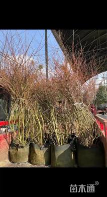 高度130厘米杞柳