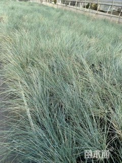蓝羊茅