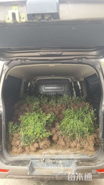 高度30厘米春鹃