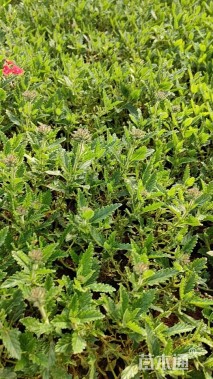 高度20厘米美女樱