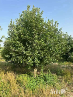 21公分八棱海棠