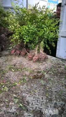 高度50厘米南天竹