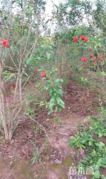 高度200厘米花石榴