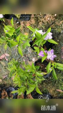 高度20厘米鸳鸯茉莉