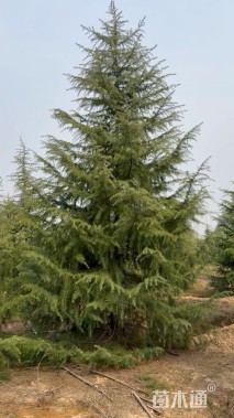 高度450厘米雪松