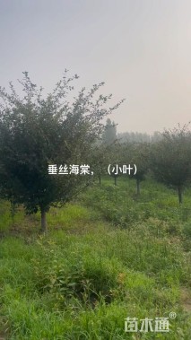 12公分杏树