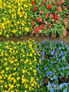 高度20厘米三色堇