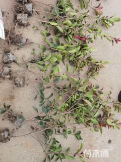 高度50厘米红叶石楠小苗