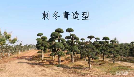 18公分造型刺冬青