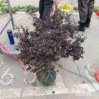 冠幅80厘米红花继木球