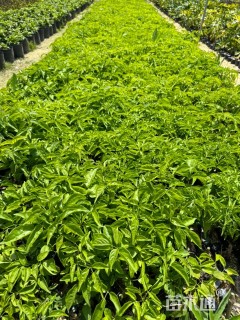 20厘米炮仗花