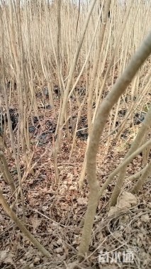 高度100厘米紫穗槐