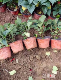 高度20厘米一串红