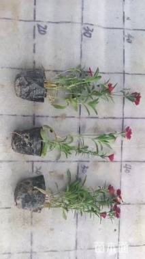 高度15厘米常夏石竹