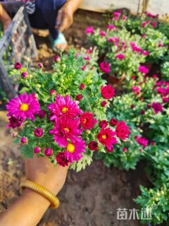 高度20厘米菊花