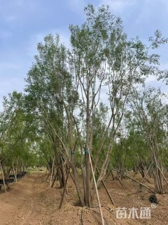 高度600厘米丛生丝棉木