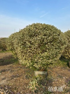 冠幅80厘米银姬小蜡球