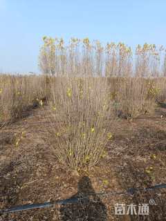 高度180厘米丛生木槿