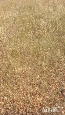 高度60厘米棣棠