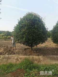 14公分红叶石楠