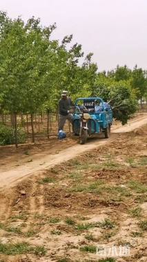 高度200厘米丁香