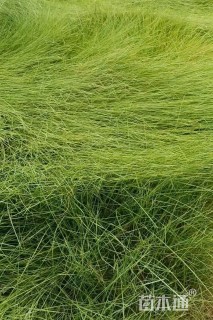 高度20厘米粉黛乱子草