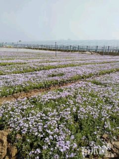 丛生福禄考花海