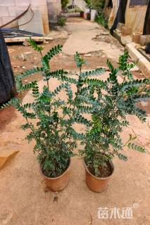 高度40厘米胡椒木