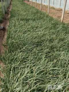 高度30厘米马莲