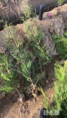 高度180厘米侧柏