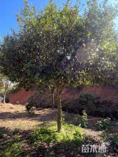 高度400厘米含笑