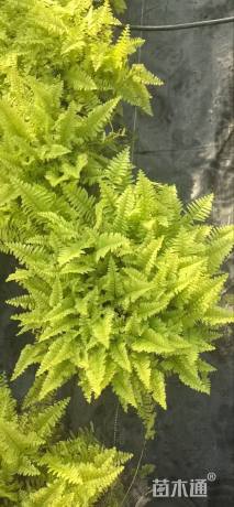 高度30厘米金叶波斯顿蕨